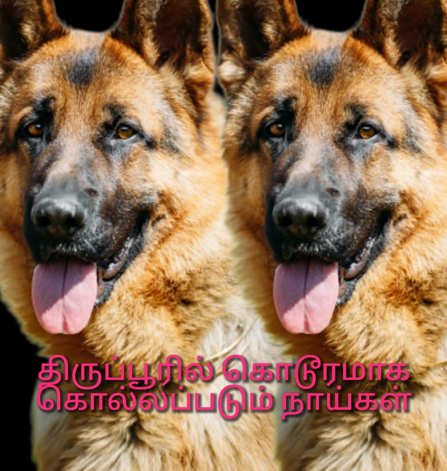 திருப்பூரில் கொதிக்கும் எண்ணெயை ஊற்றி தெருநாய்கள் கொடூர கொலை !